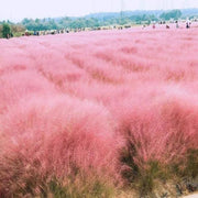 View 100Pcs Muhlenbergia Capillaris image 5