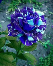 View Blue Dragon Rose Seeds image 1