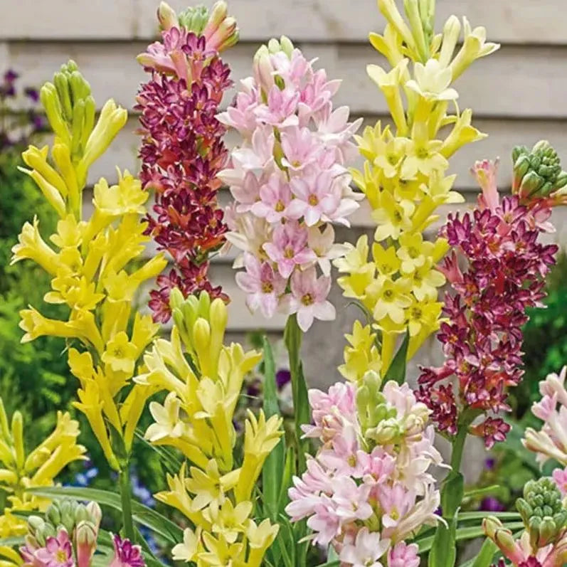 🔥[Limited Time Sale]Tuberose🌸 Bulbs! Enjoy 💥50% off, come by and grab it!
