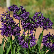 View Agapanthus africanus 'Black Jack' image 4