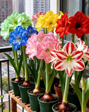 View 🌺Double-Petaled Perfume Amaryllis Bulbs image 1