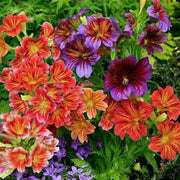 View Chilean Morning Glory Seeds image 4
