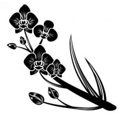 View Egrow 50 PCS Rare Black Orchid Flower Seeds Exotic Orchid Home Garden Bonsai Planting Seeds image 3