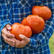 View Giant Delicious Tomato / Up to 2kg (20 Seeds a Pack) image 5