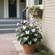 View 🏆 50K+ SOLD! 🦋🌸 Moonlight Butterfly Flower Seeds – Fall & Winter Planting, Perennial Blooms & Stunning Garden Elegance 🍂 image 2