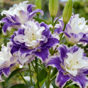 View Double-petaled bicolor fragrant lily Bulbs—Fresh and Sweet image 3