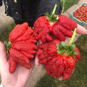 View 🍓Super Giant Strawberry Seeds – Grow Juicy, Extra-Large Strawberries! image 3