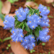 View Cyanotis-Purple Blue Perennial Plants Flowers image 2