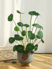 View Copperleaf Seeds: Grow Your Own Luck and Prosperity! 🌿💰 image 6