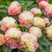 View Colorful Peony Flower-Over 7 Colors image 3