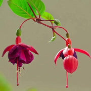 View Fuchsia Hybrida Voss Seeds The fairy flower image 5