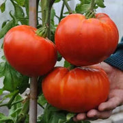 View Giant Delicious Tomato / Up to 2kg (20 Seeds a Pack) image 3