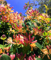 View Colorful Honeysuckle Seeds 👍Flowers that are good for your health🌿 image 5