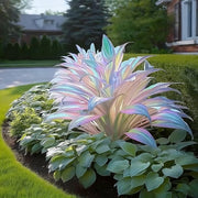 View Rainbow Haze Plant Seeds image 2