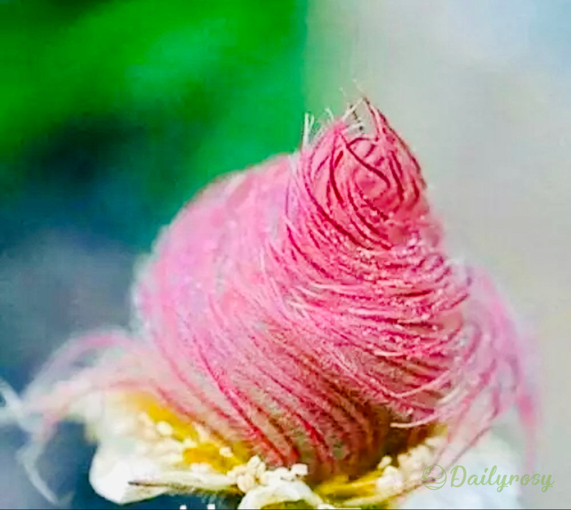 Prairie Smoke Flower Seeds