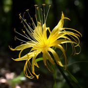 View Spider Lily Bulbs-Multicolor🌈 image 4