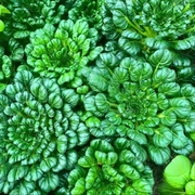 View 🥬Brassica Narinosa Seeds 🥬 image 3