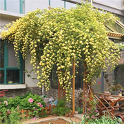 View Yellow Banks Rose Seeds image 5