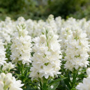 View 🌺Double Perfume Tuberose Bulbs—Moon Garden Flower image 4