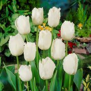 View White Fringed Tulip Seeds image 2