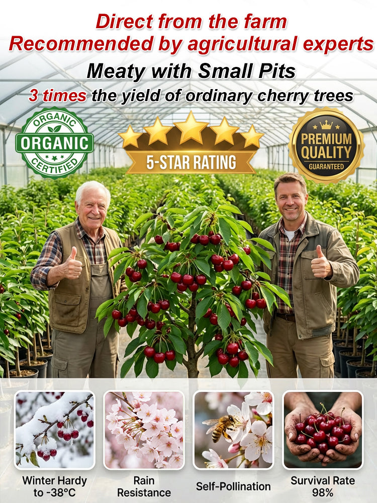 [No fruit, full refund] Premium Giant Sweet Cherry Sapling