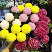 View 🏵️Colorful Ping Pong Chrysanthemum Seeds image 6